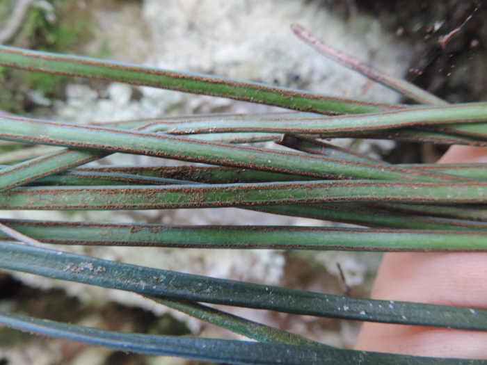 Vittaria lineata
