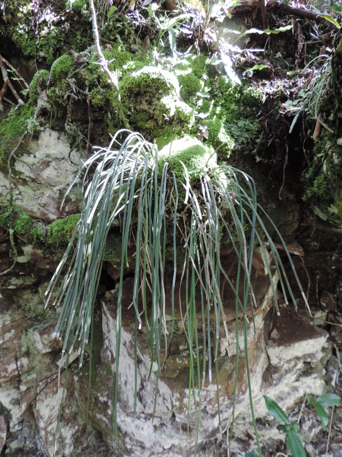 Vittaria lineata