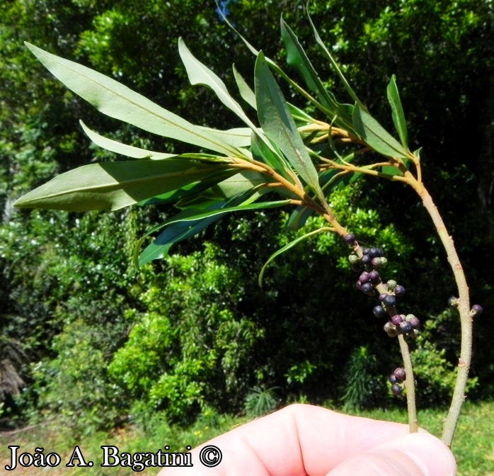 Myrsine coriacea