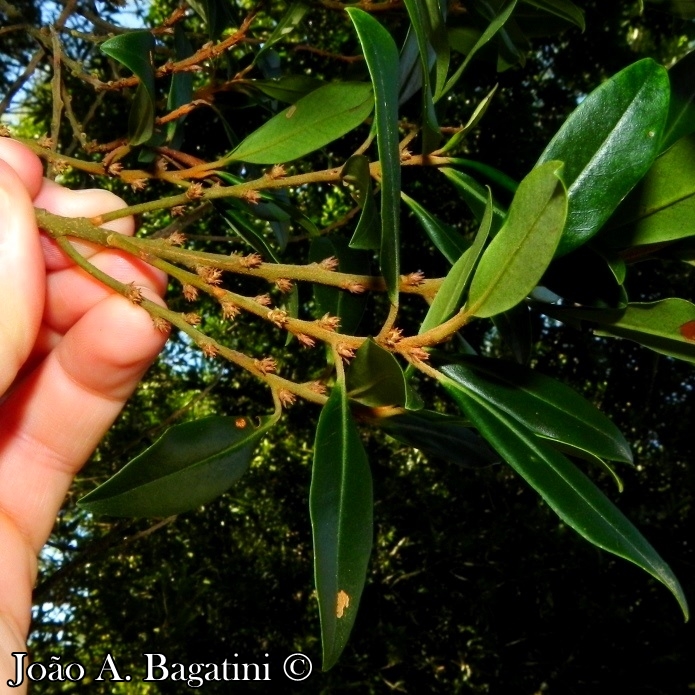 Myrsine coriacea