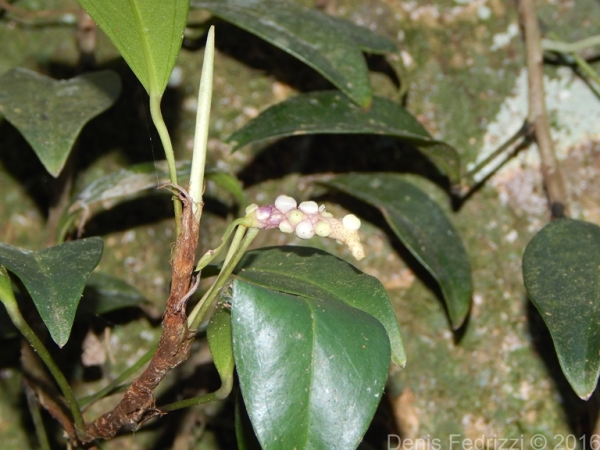 Anthurium scandens