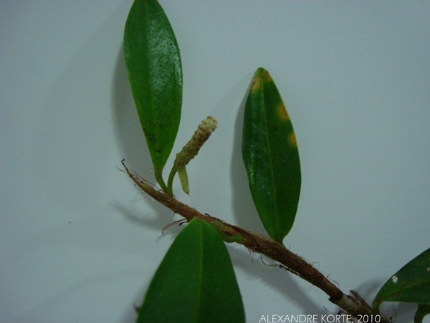 Anthurium scandens