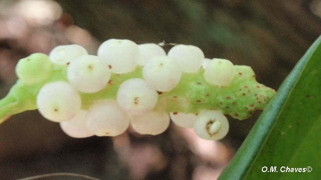 Anthurium scandens