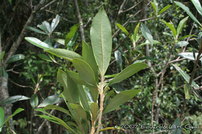 Myrsine coriacea