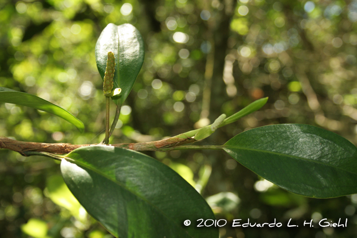 Anthurium scandens