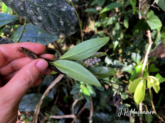 Anthurium scandens