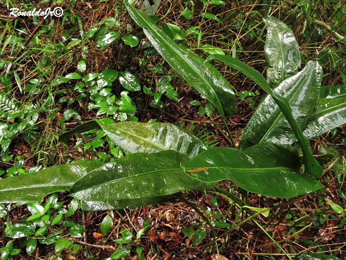 Anthurium gaudichaudianum