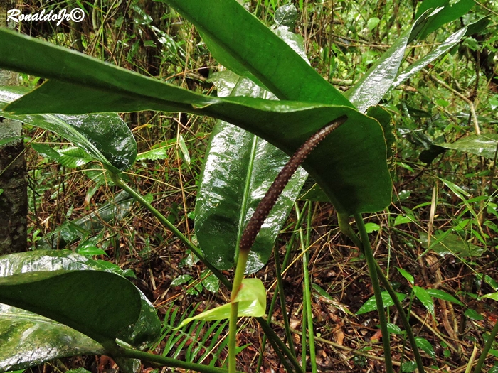 Anthurium gaudichaudianum