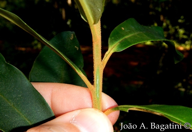 Myrsine coriacea