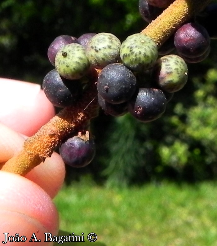 Myrsine coriacea