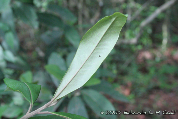 Myrsine coriacea