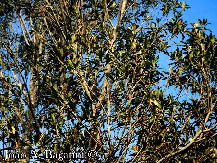 Myrsine coriacea