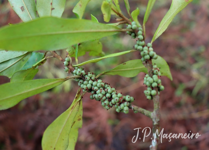 Myrsine coriacea