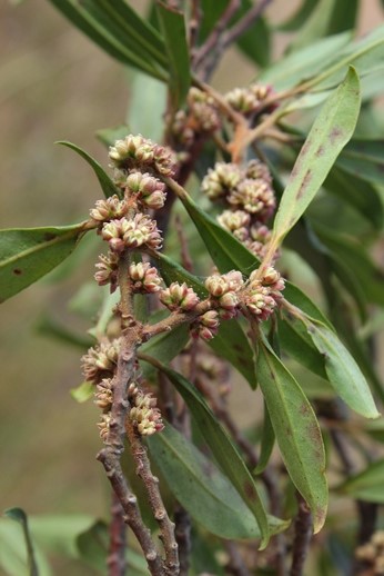 Myrsine coriacea