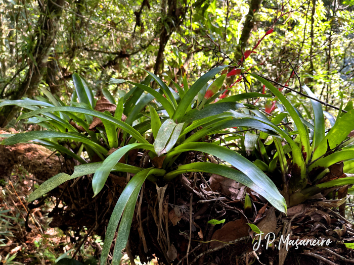 Vriesea vagans