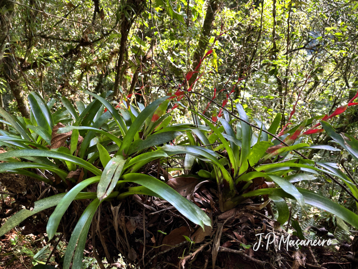 Vriesea vagans