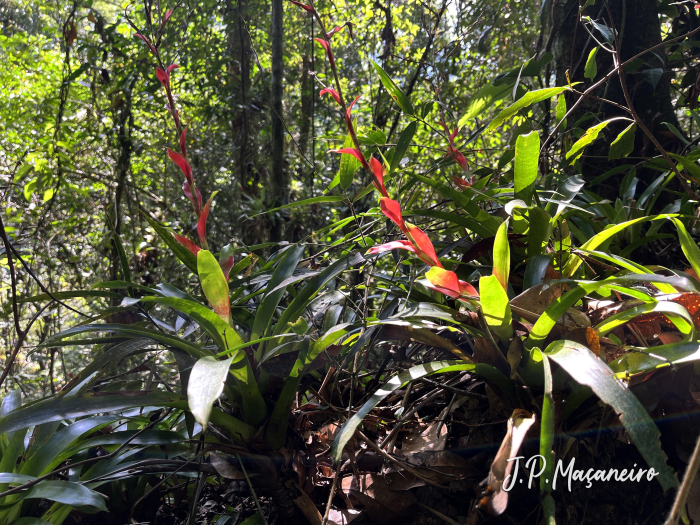 Vriesea vagans