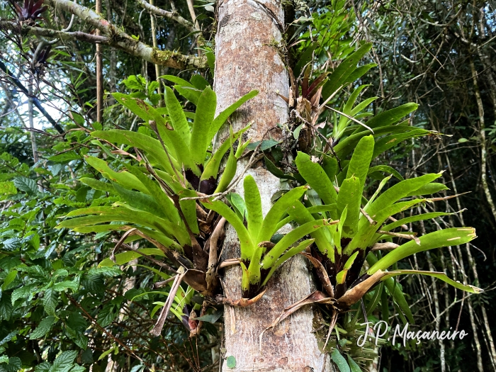 Vriesea vagans