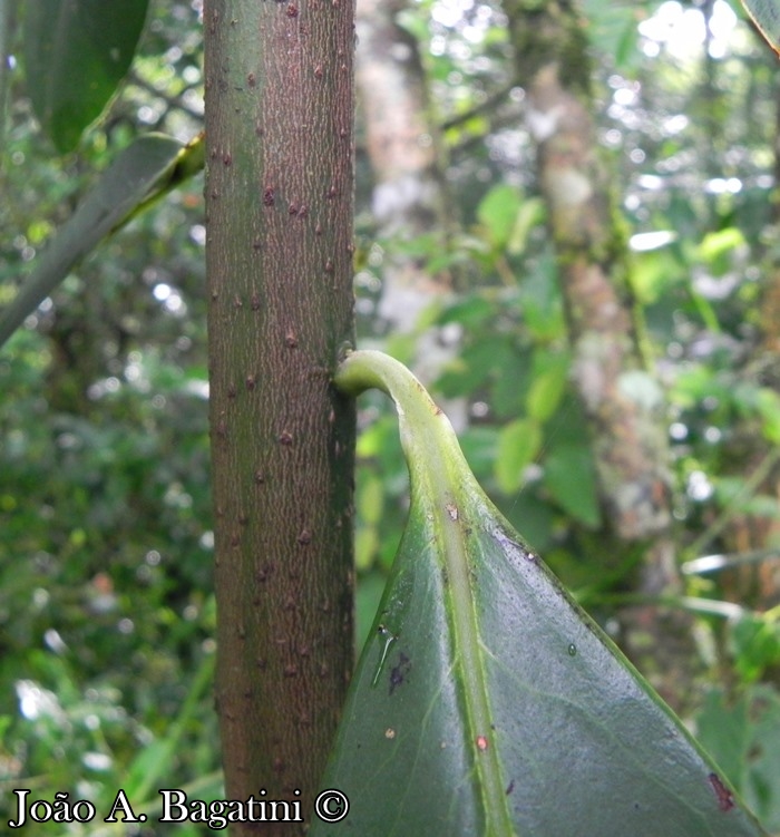 Myrsine parvula