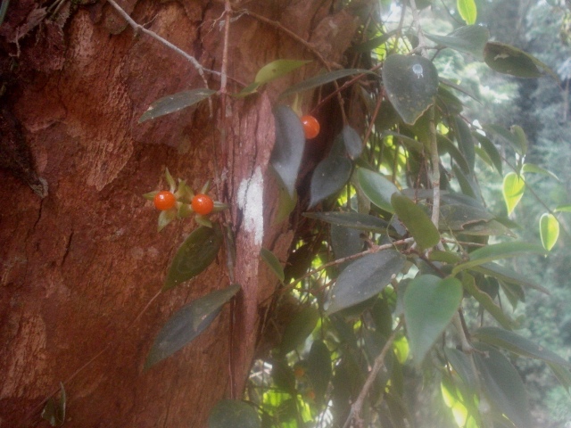 Codonanthe gracilis