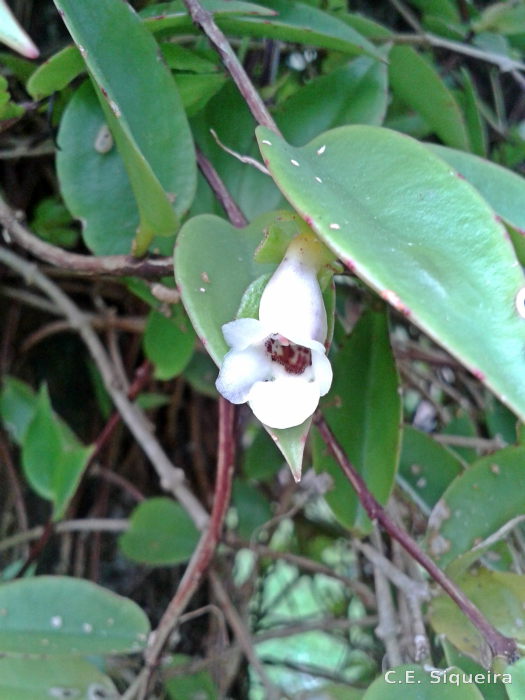 Codonanthe gracilis