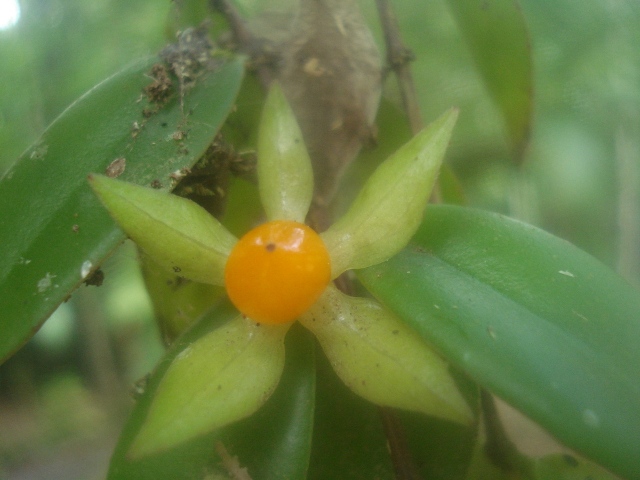 Codonanthe gracilis