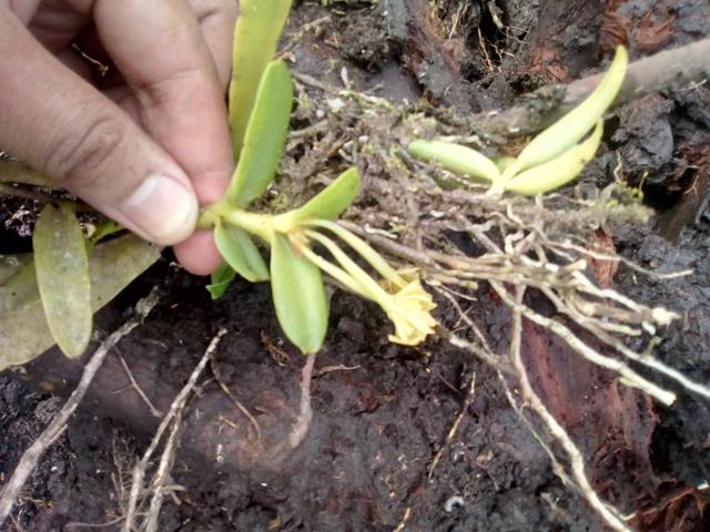 Epidendrum pseudodifforme