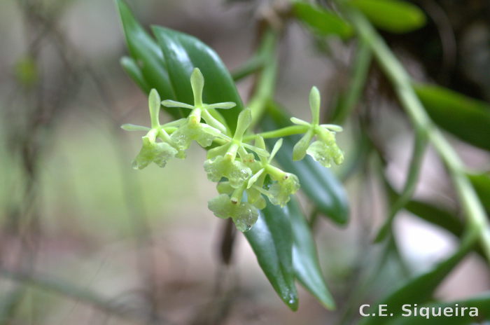 Epidendrum pseudodifforme