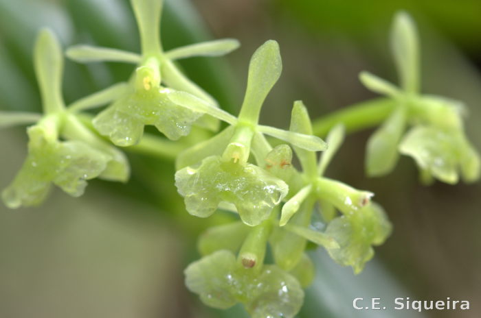 Epidendrum pseudodifforme