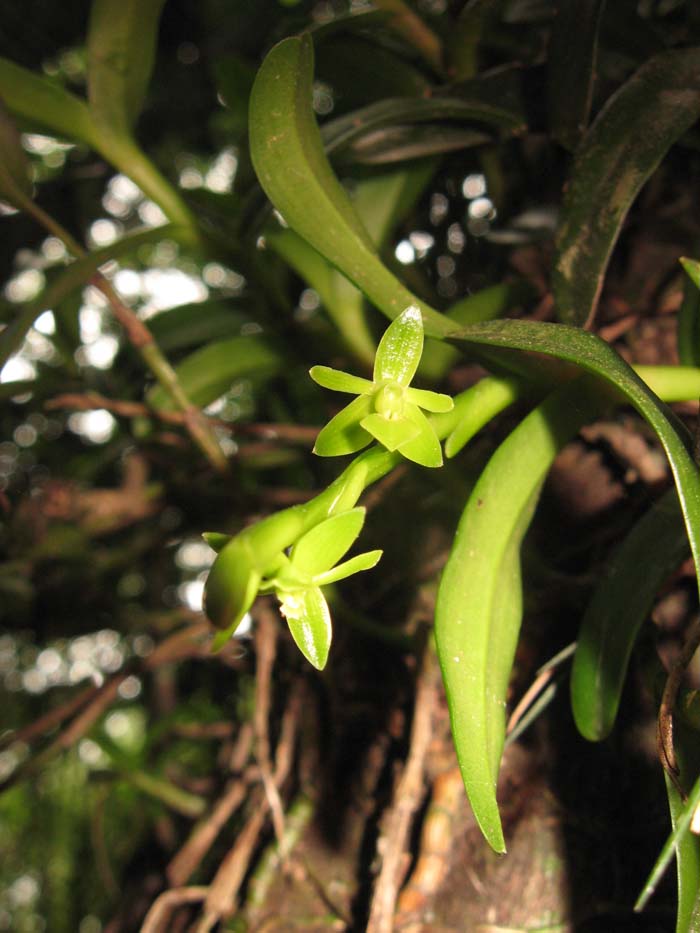 Epidendrum rigidum