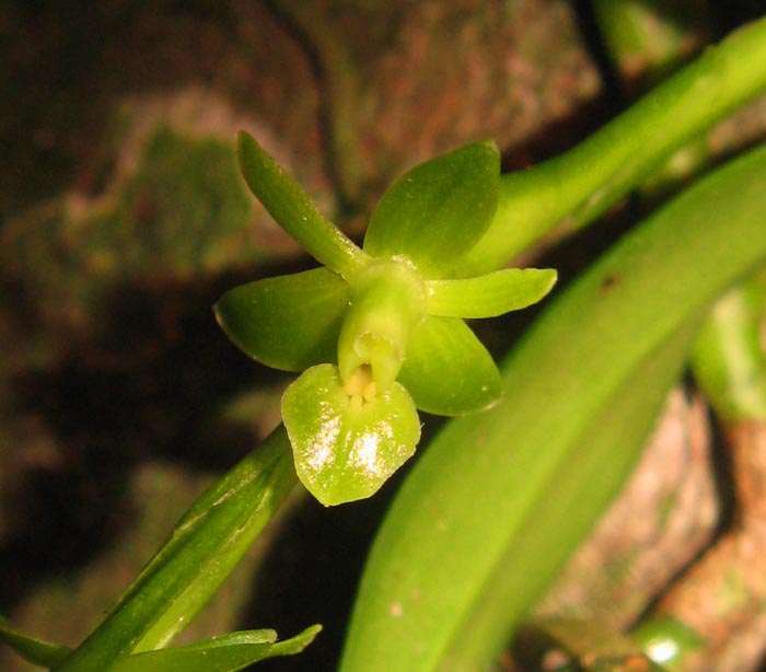 Epidendrum rigidum