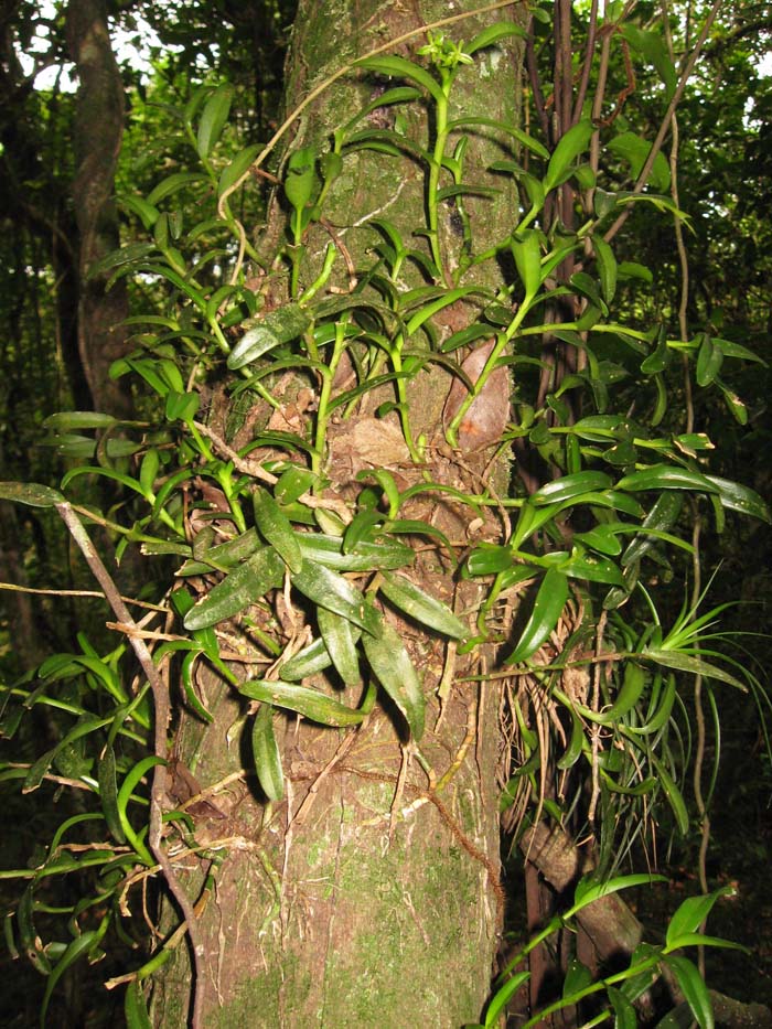 Epidendrum rigidum