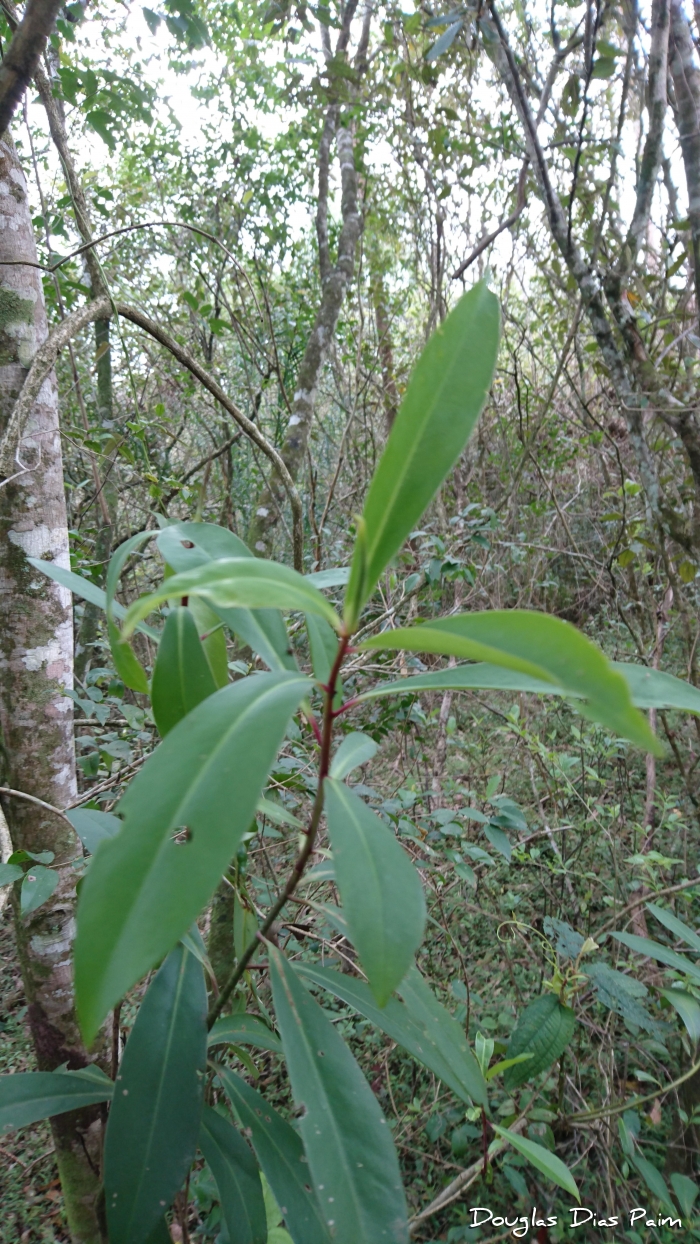 Myrsine parvula