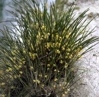 Octomeria gracilis