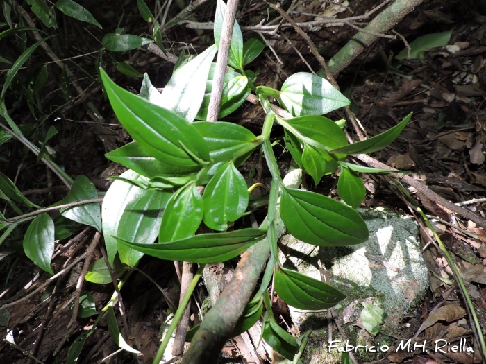 Peperomia alata