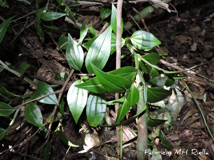 Peperomia alata