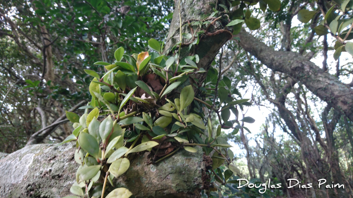 Peperomia pereskiifolia