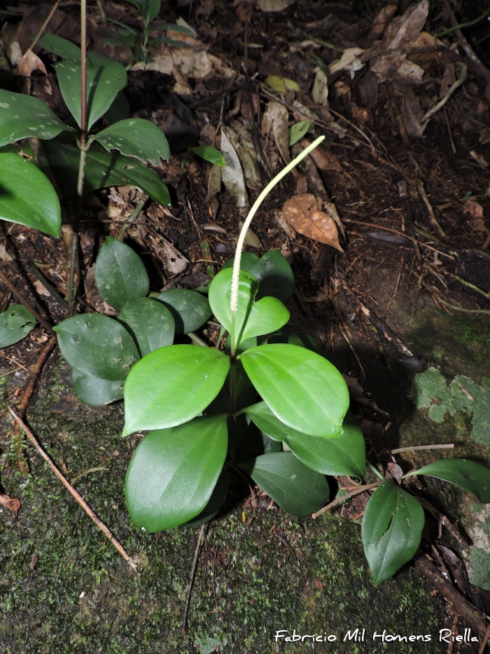 Peperomia pereskiifolia