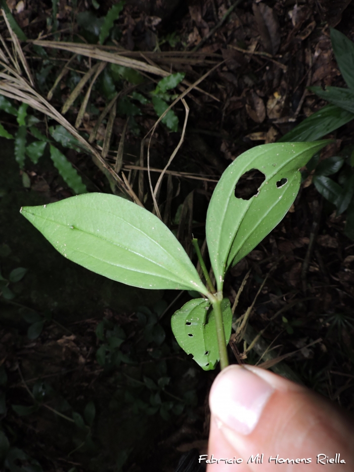 Peperomia pereskiifolia