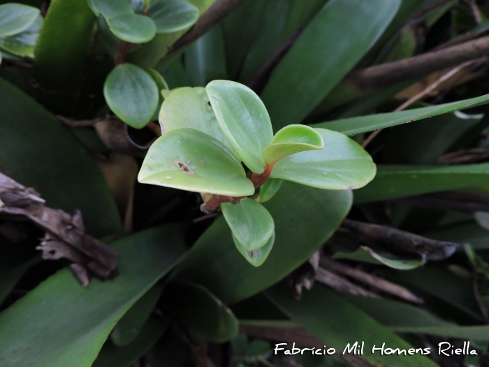 Peperomia glabella