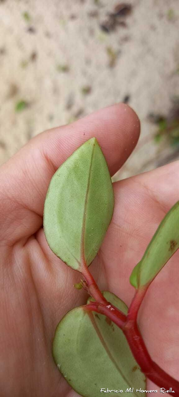 Peperomia glabella