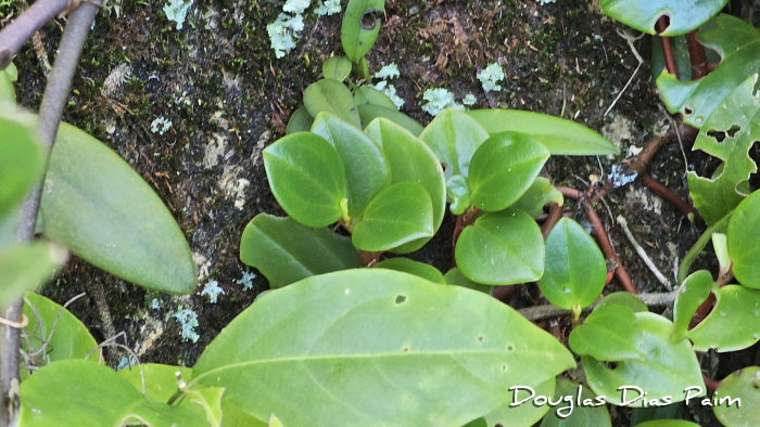 Peperomia glabella