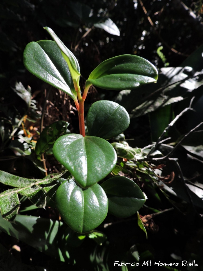 Peperomia glabella