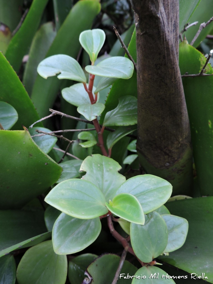 Peperomia glabella