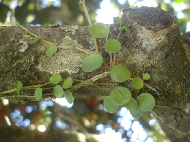 Peperomia rotundifolia