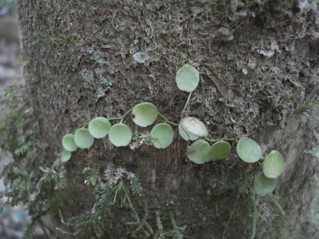 Peperomia rotundifolia