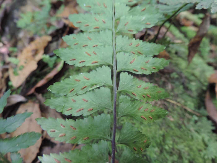 Asplenium kunzeanum