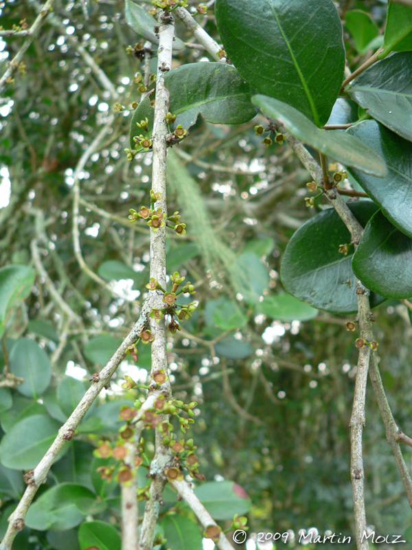 Eugenia pluriflora