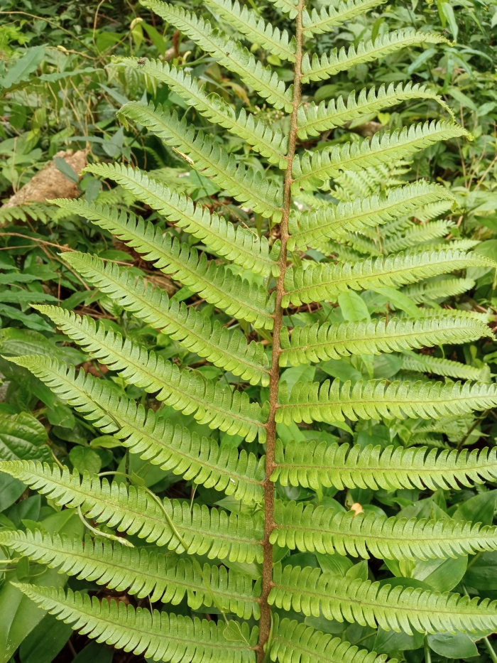 Ctenitis submarginalis