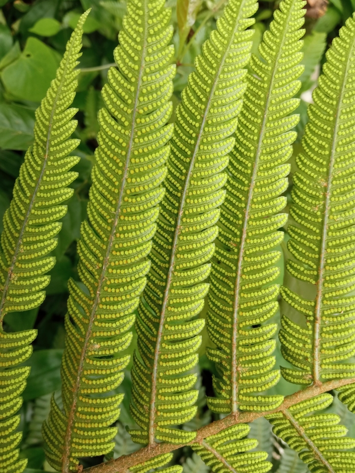 Ctenitis submarginalis